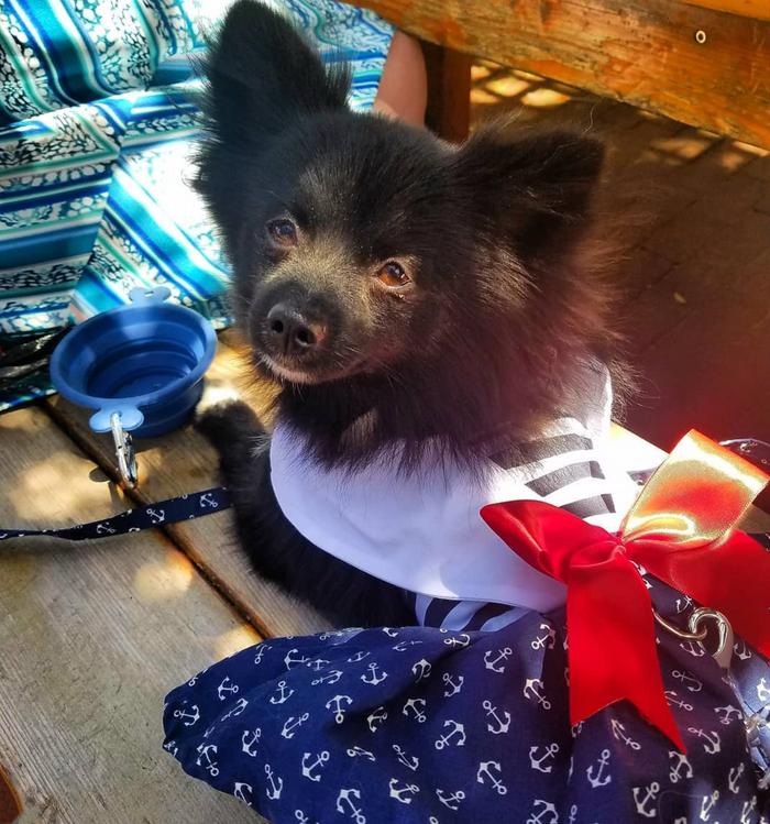 NAUTICAL-NAVY-DOG-DRESS