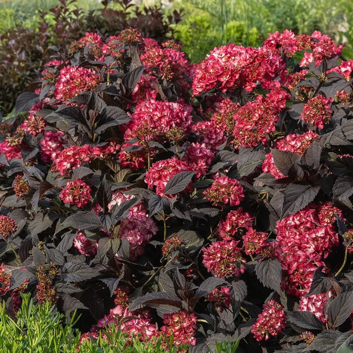 Eclipse Hydrangea planted as a focal-point in a garden bed with contrasting lighter companion plants