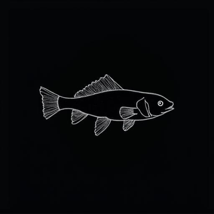 Platy (Assorted)