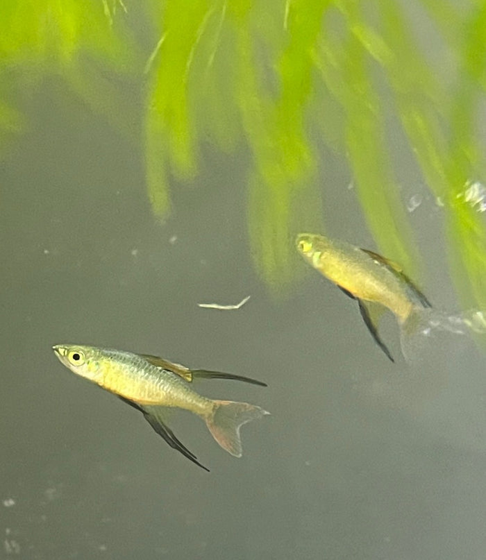 Threadfin Rainbow