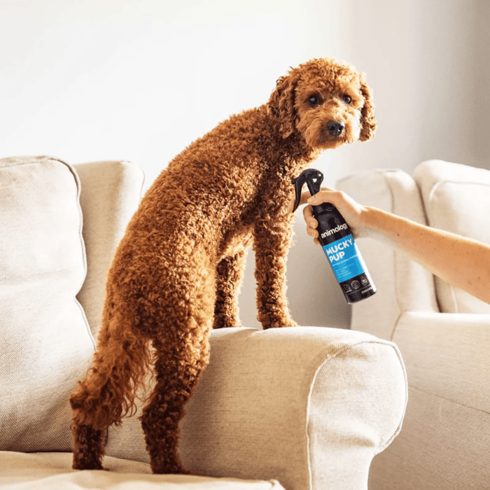 Brown poodle type dog on a cream sofa, with a someone holding a black and blue spray bottle of Animology Mucky Pup no rinse shampoo.