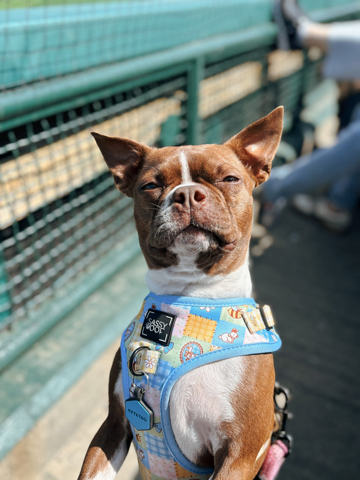 INFLUENCER_CONTENT | @STELLA.LONGISLANDBOSTONTERRIER | SIZE XS