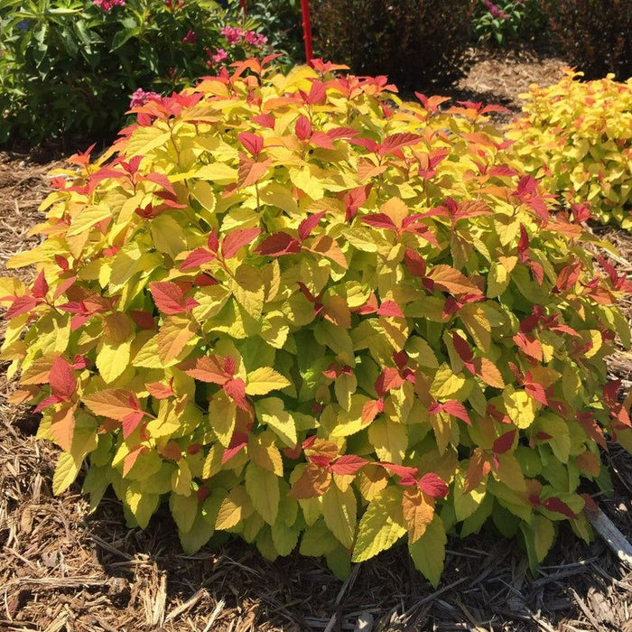 Double Play® Candy Corn® Spirea with red, orange, and yellow foliage in a sunny foundation planting