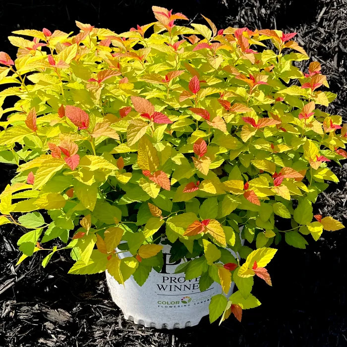 Deer resistant colorful spirea candy corn shrub with red, yellow, and orange foliage in full sun