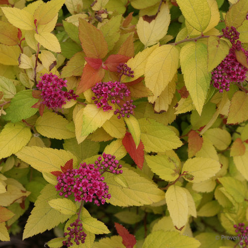 Spiraea japonica NCSX1 Candy Corn Spirea with purple flowers against bright yellow foliage