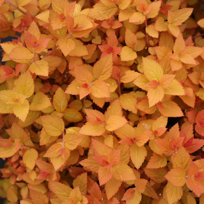 Double Play® Candy Corn® Spirea showing candy apple red spring foliage and pineapple yellow leaves