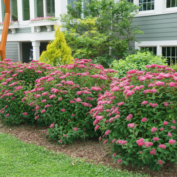 Non-invasive Double Play Doozie Spirea shrub for sunny foundation plantings