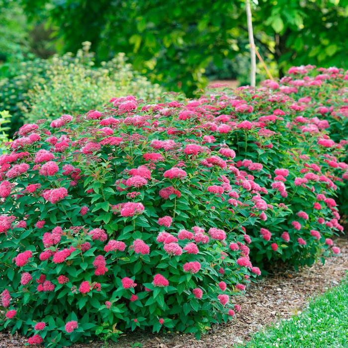 Double Play Doozie Spirea with red-pink reblooming flowers on a compact deer resistant shrub