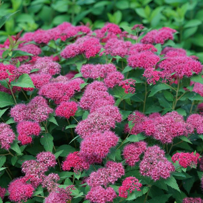 Double Play Doozie Spiraea mass planting with reblooming flowers from summer to fall