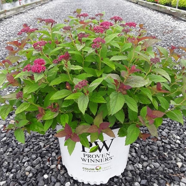 Double Play Doozie Spirea in a 3_Gallon Pot