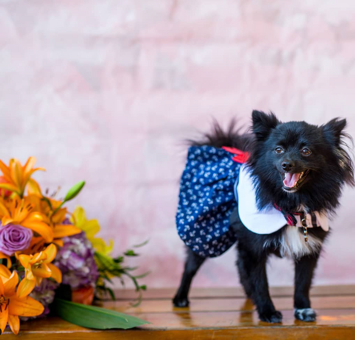 NAUTICAL-NAVY-DOG-DRESS