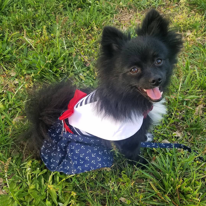 NAUTICAL-NAVY-DOG-DRESS