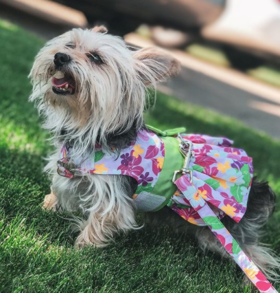 HAWAIIAN-HIBISCUS-DOG-PARTY-DRESS-BOULDERBARKS