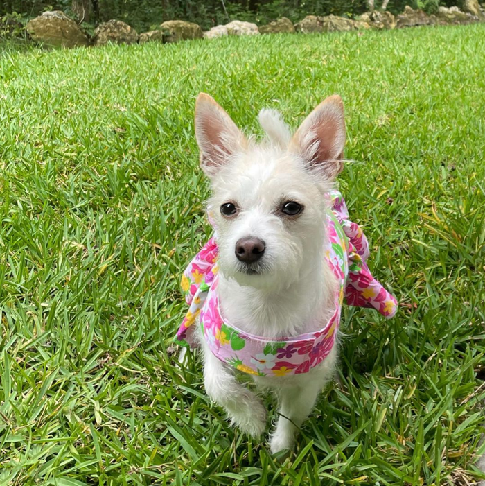 PINK-HAWAIIAN-HIBISCUS-DOG-DRESS