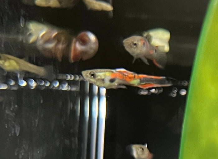 Endler (Assorted)
