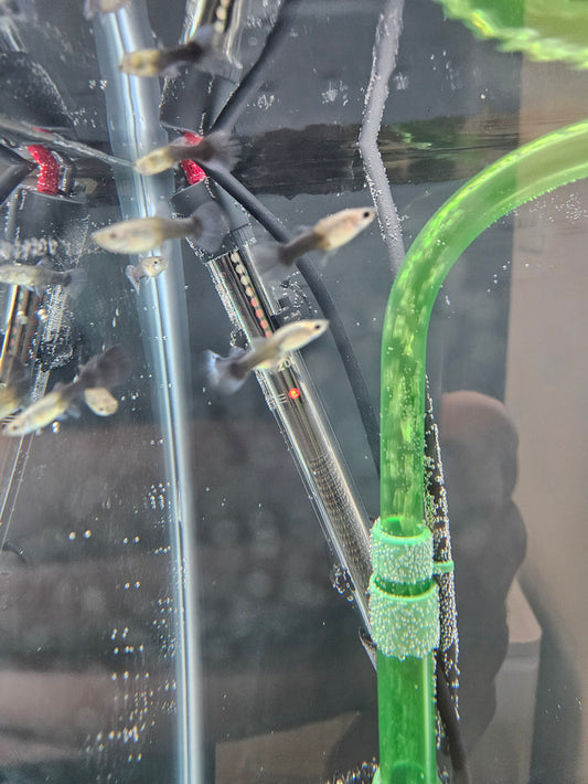 Female Guppy (Assorted)
