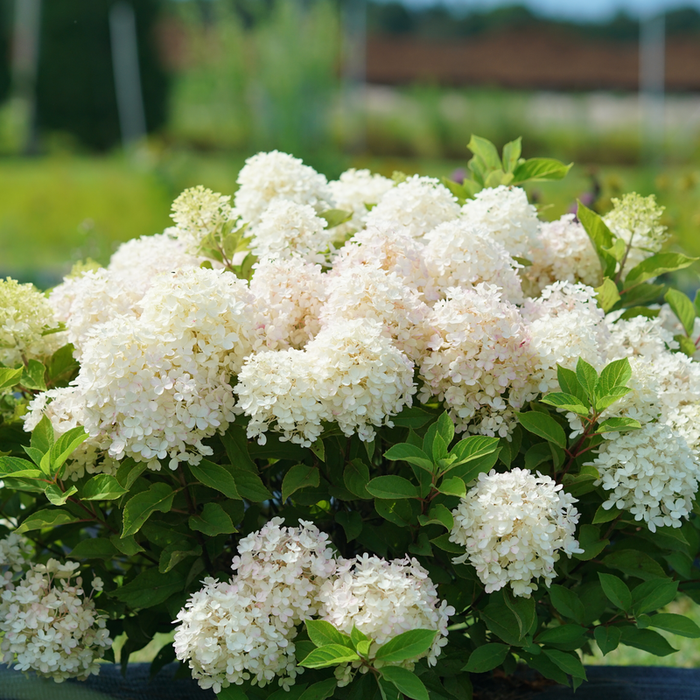 Dwarf panicle hydrangea with rounded white blooms and compact mounded habit