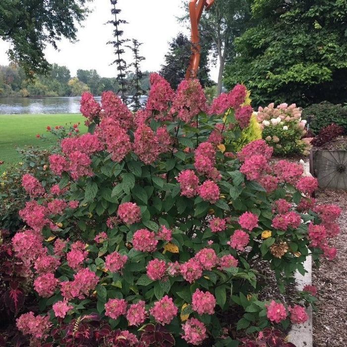 Compact Fire Light Tidbit Hydrangea showing fall foliage color and aged pink-red blooms