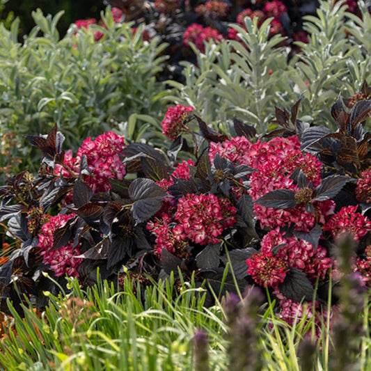 First Editions Eclipse Hydrangea growing in a landscape bed with dark purple foliage and bold mophead blooms