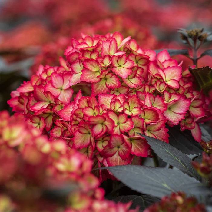 Mature First Editions Eclipse Hydrangea with a compact rounded habit and dramatic dark purple foliage
