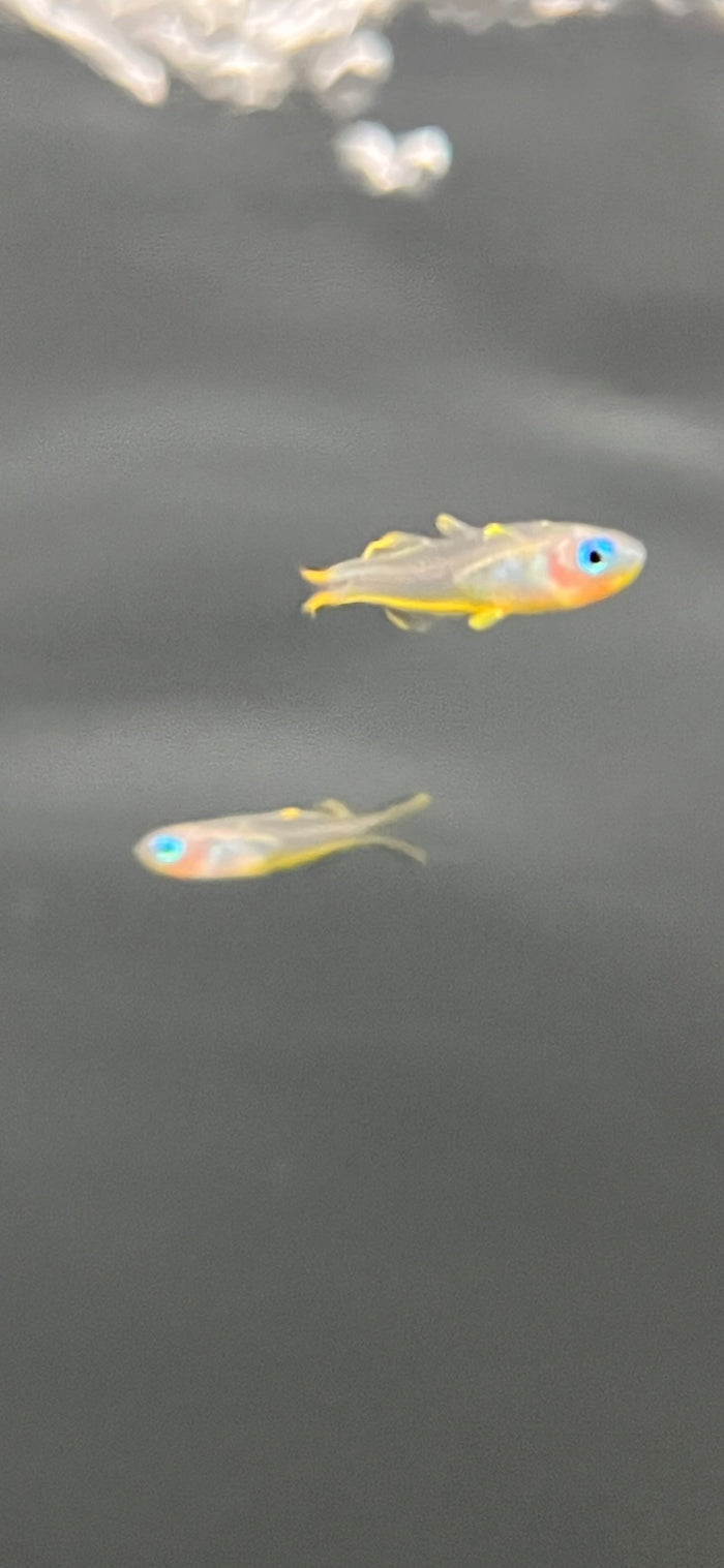 Forktail Rainbow