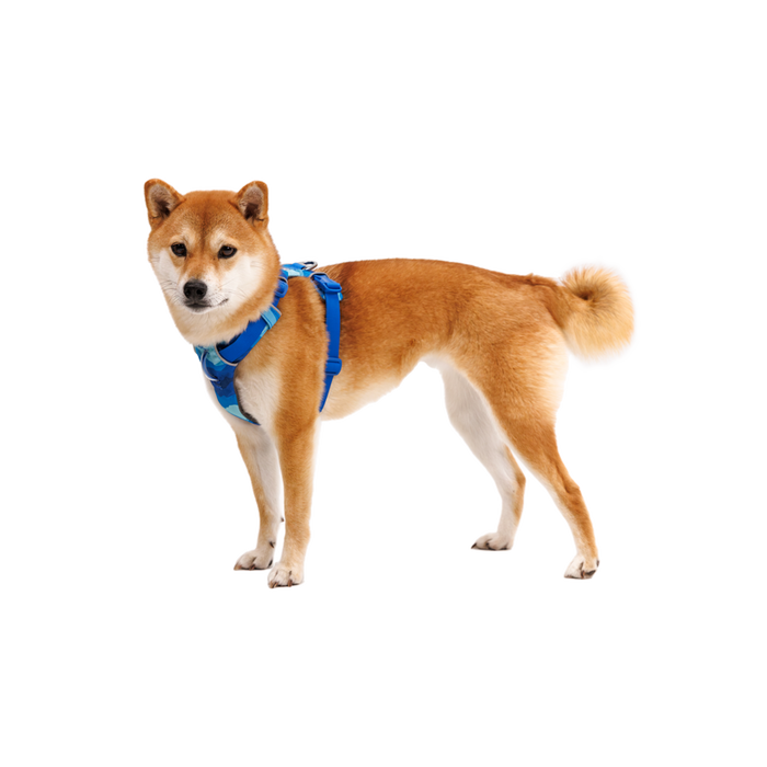 Front Range Dog Harness