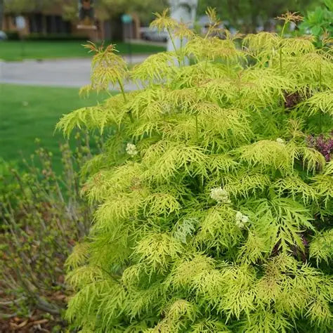 Lemony Lace® Elderberry showing finely cut yellow foliage with red spring new growth