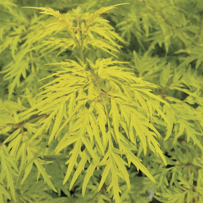 Close-up of Lemony Lace® Elderberry with chartreuse lace foliage in a sunny foundation planting