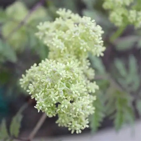 Sambucus racemosa SMNSRD4 Lemony Lace® with creamy white spring flower clusters