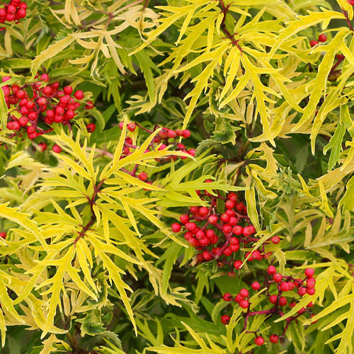 Ornamental red elderberry shrub with red berries for birds and golden summer foliage