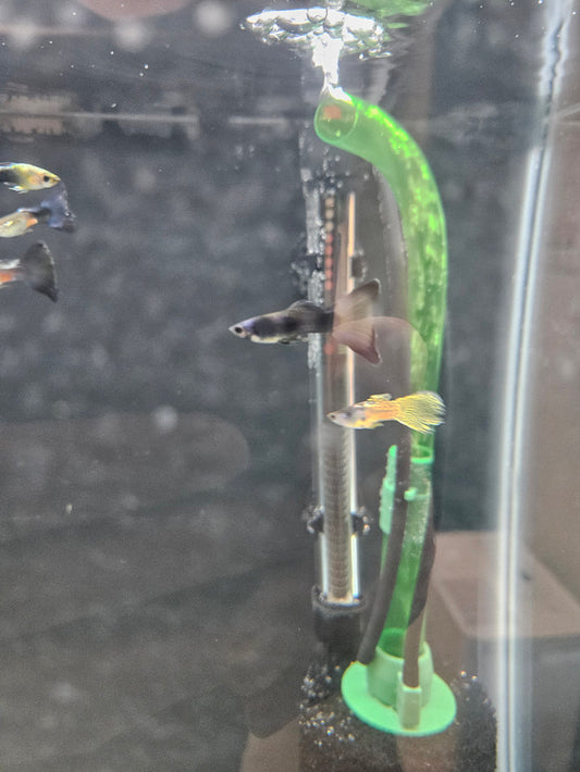 Male Guppy (Assorted)