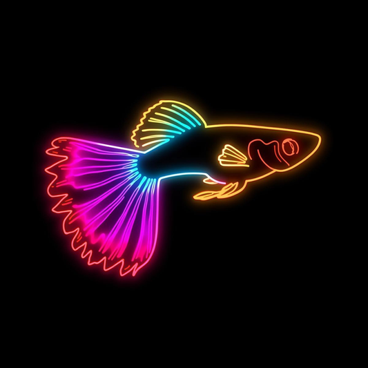 Sailfin Molly (Assorted)