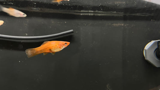 Swordtail (Assorted)