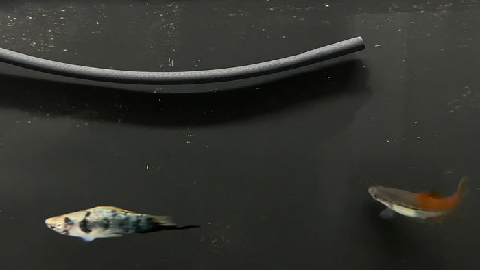 Swordtail (Assorted)