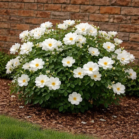 White Knock Out® Rose Bush blooming with single white flowers in a front yard foundation planting