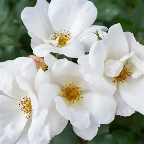Close-up of White Knock Out® Rose flower showing white petals and light floral garden color